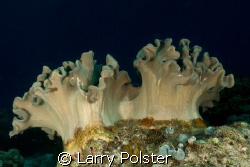 Sponges of Bohol, Philippines by Larry Polster 